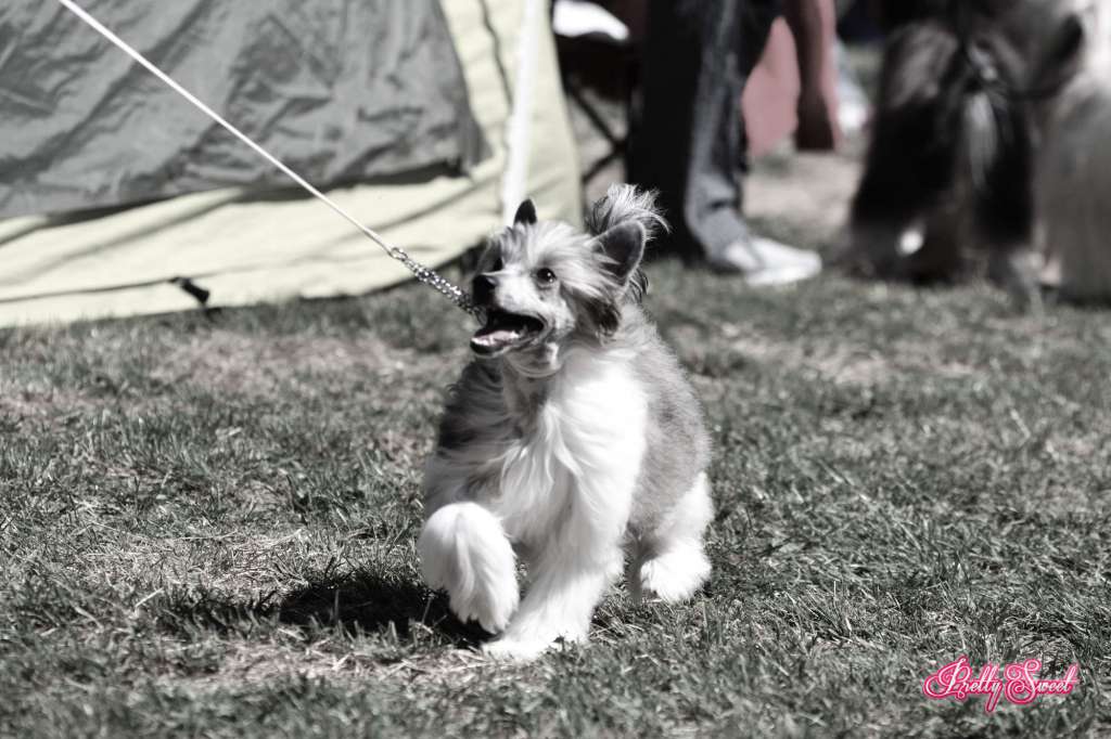 Sissi z Kamilova dvora