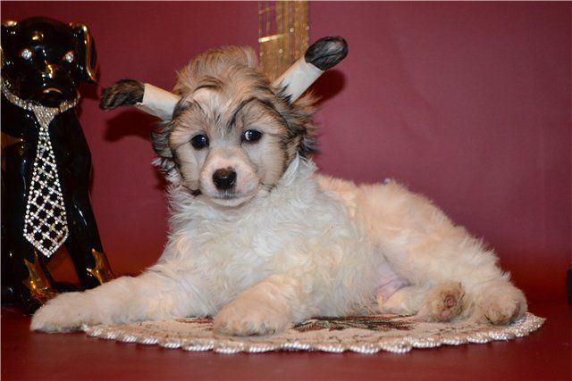 Hohlatiy Glamour Peshen For Victory