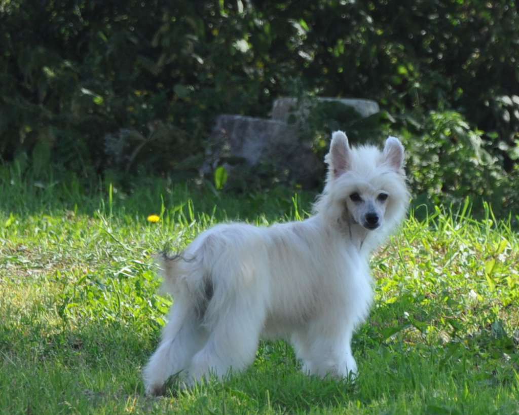 Ladushka Winning Smile