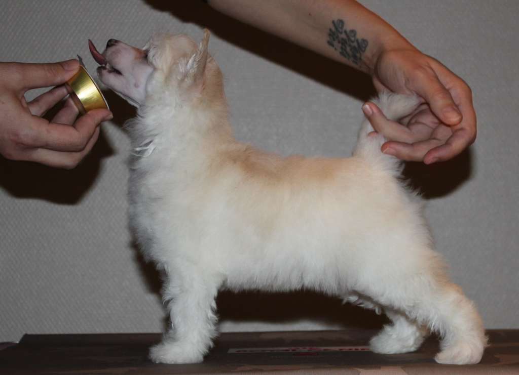 Jorsalfare's Sang For Heimdall Fort