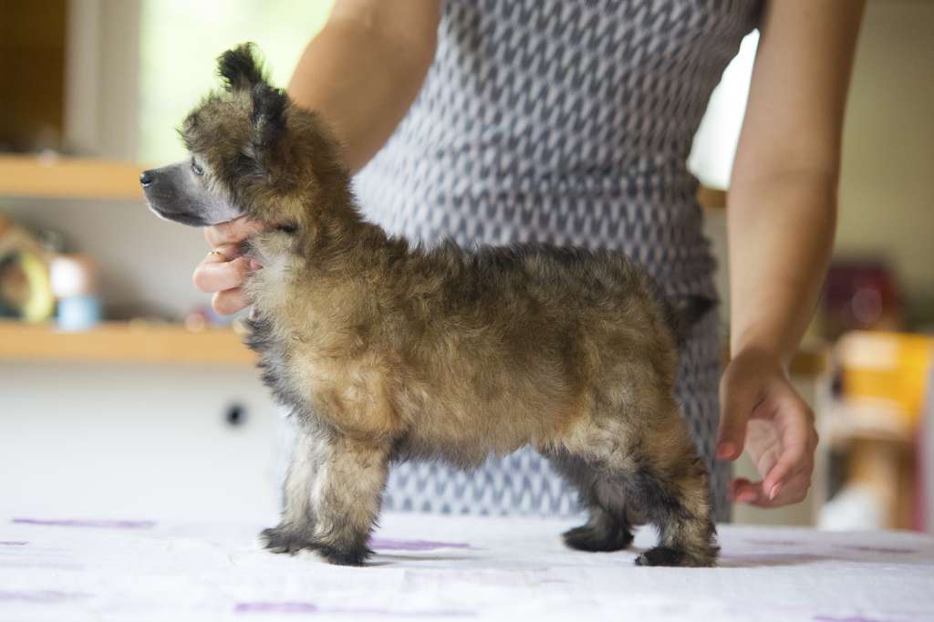 Streaptill Destiny's Child