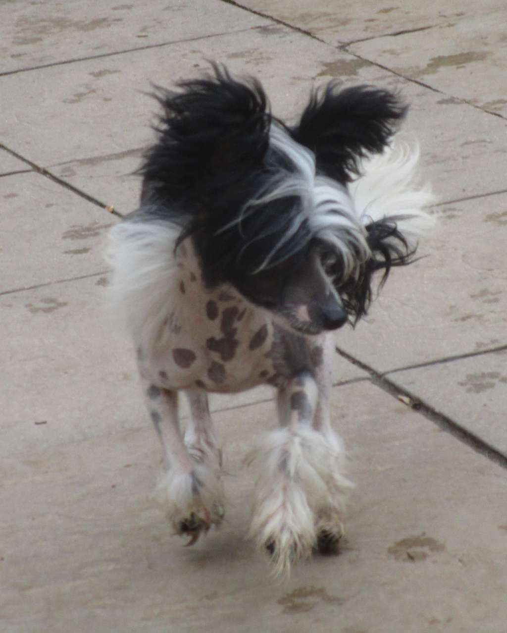 Scherzando Pied Pawn