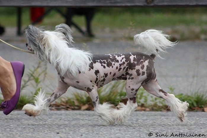 Chinetta's Catwalk Diamond