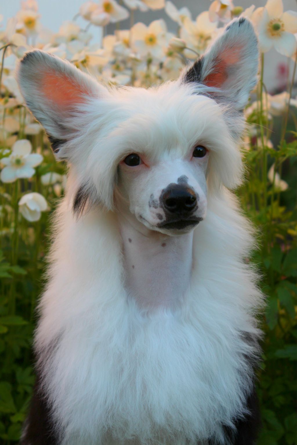 Akelas Champagne Supernova