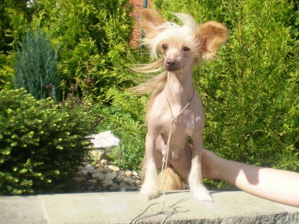 Moon Shine Gavany's Bohemia