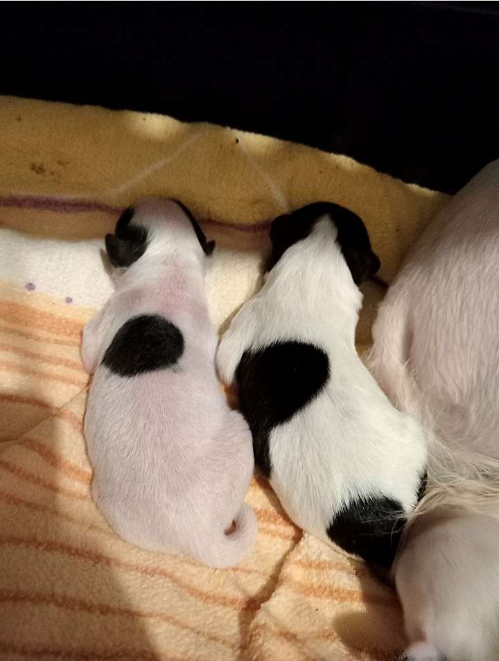 Nymph Mary Cherished Dream