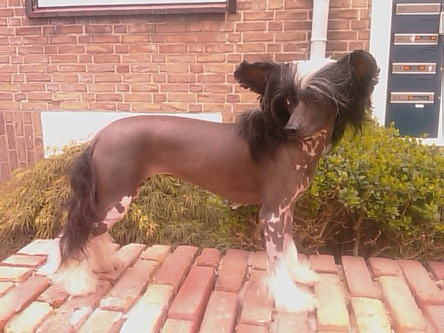 Ama-Tsu-Kami Akemi Kioko