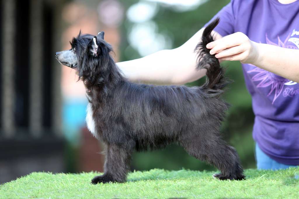 Incanto Del Mondo Lady In Black