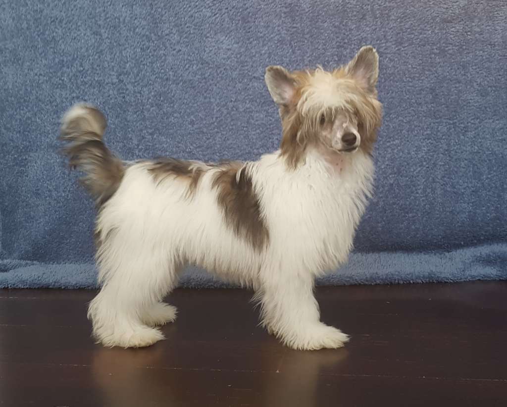 Vivilinn's I'm Ready