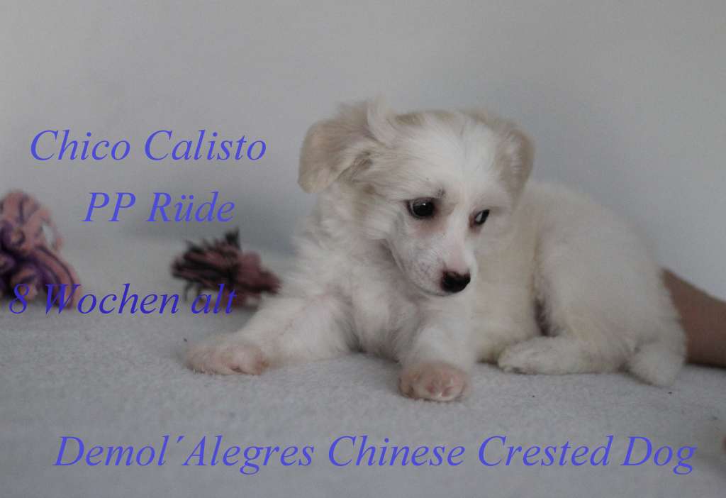 Demol'Alegres Chico Calisto