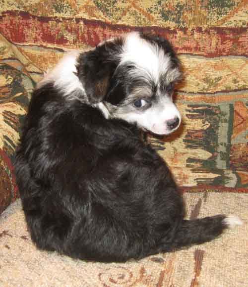 Angel O' Check Tainstvennaya Neznakomka