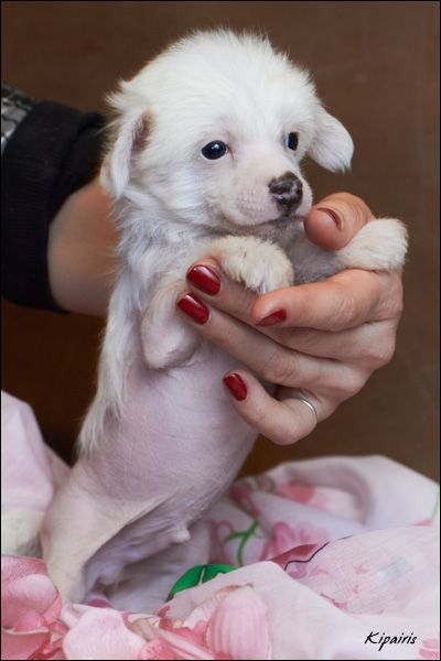 Shelcovij Shlejf  E2