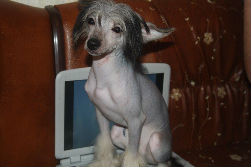 Sapfir iz Tsarskogo Sela Zaxar