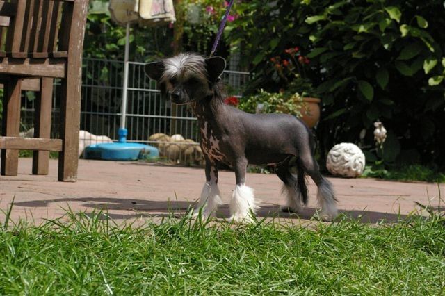 Masterpiece von Shinbashi