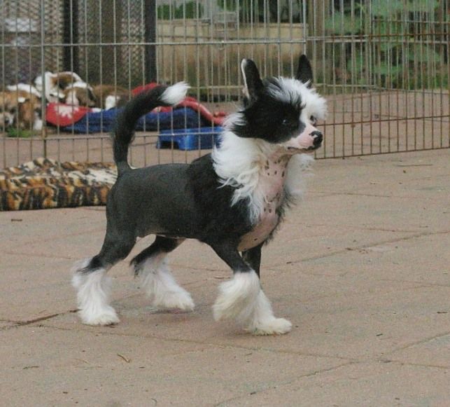 Queen Anne von Shinbashi