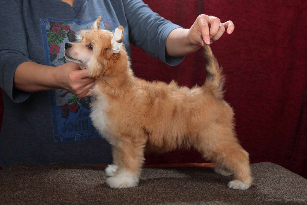 Style Bravo Czarevitch