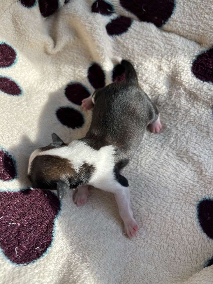 Show Galaktika Unikum