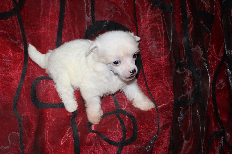 Snow de L'Essence de Mon Tout