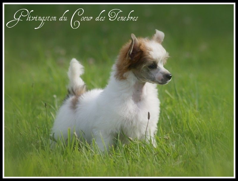 Glivingston du Coeur des Ténèbres