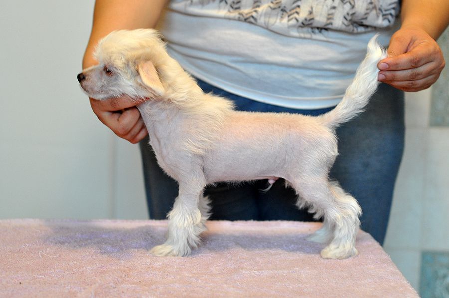 Okruzhennij Ljuboviju  iz Ordena Ekate-Riny