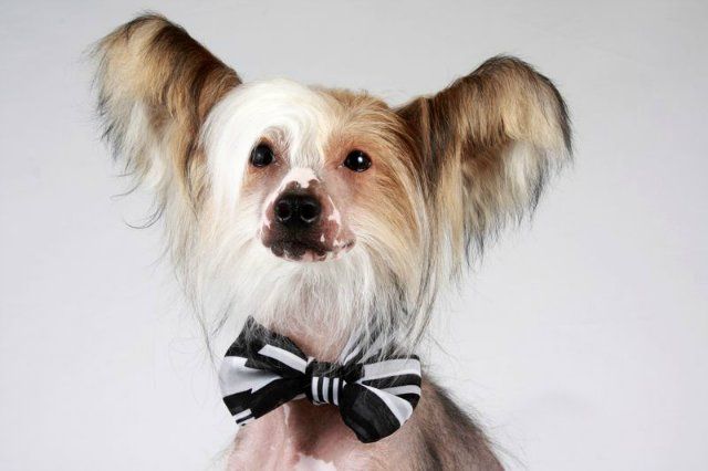 Yaroslav Mudruy ot Volnogo Psa