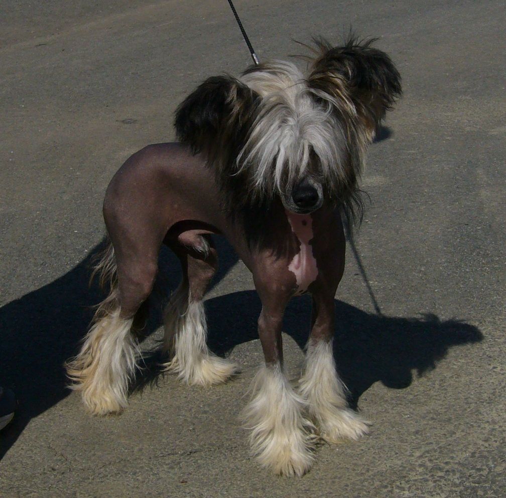   Artic Tundras Chacharel Amor