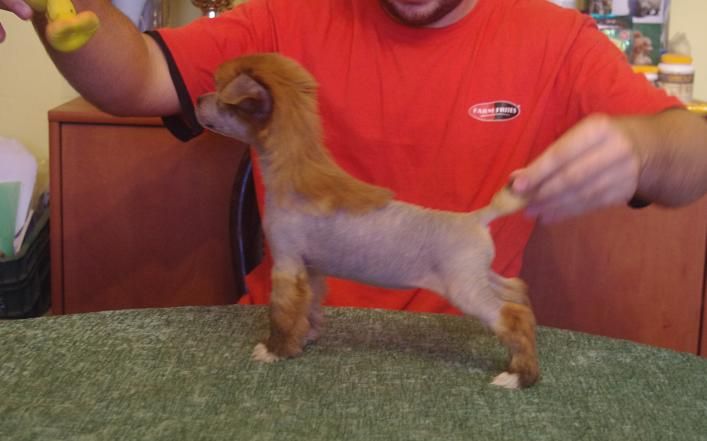 Big Decision Astarte Gold