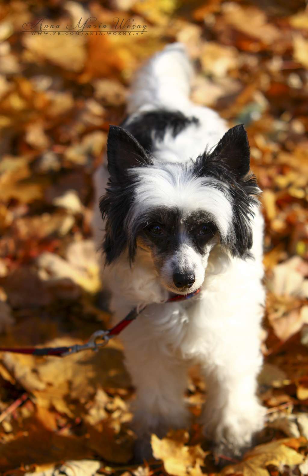 Frederic Light Of Shin-Ra