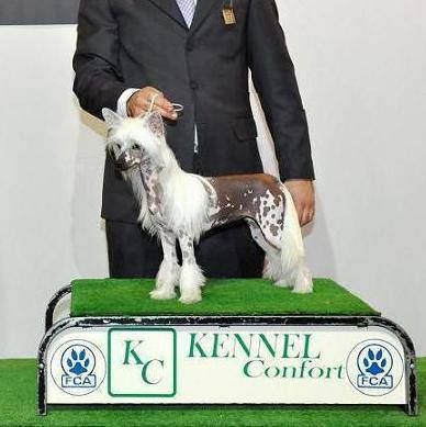 Bis.Can.Ch.J.Ch.Ar.Ven.Ame&Car. Crestyle Comin'on 