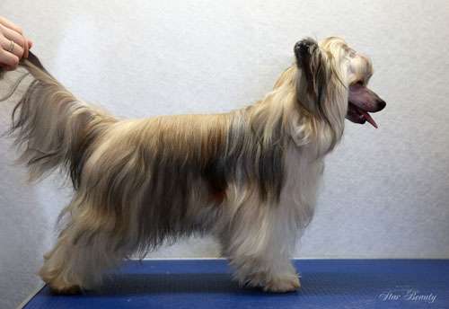 Star Beauty Izumchik