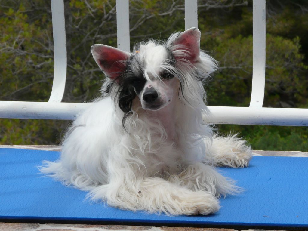 Eliska od Sv Linharta