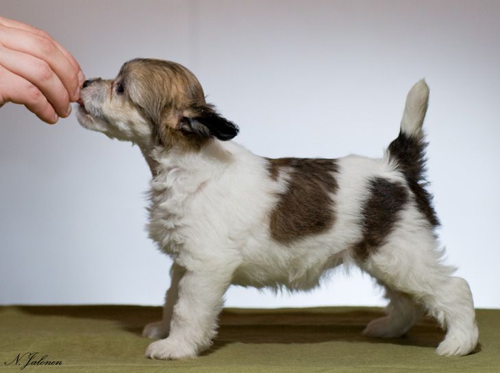 Sun Dan Ace Of Spades