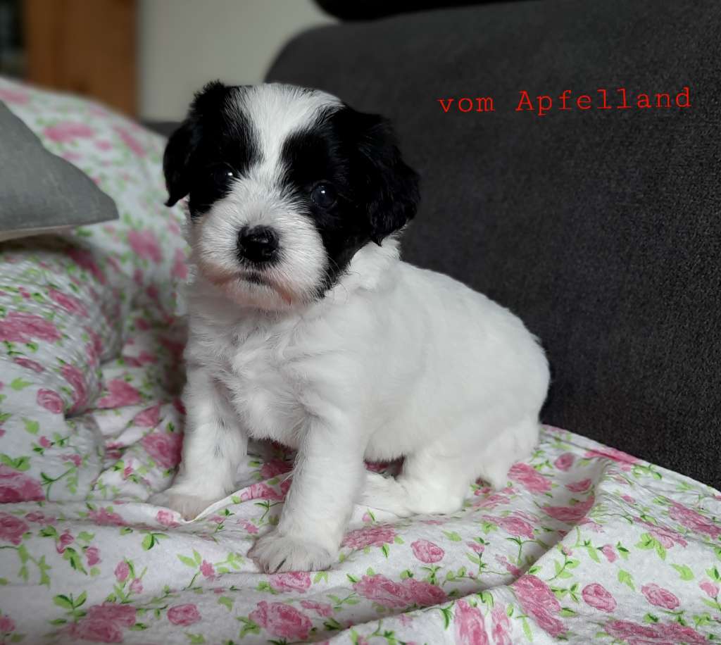 Laguna vom Apfelland