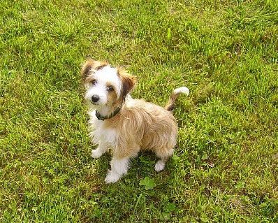 Elf Elen's Hrizantema