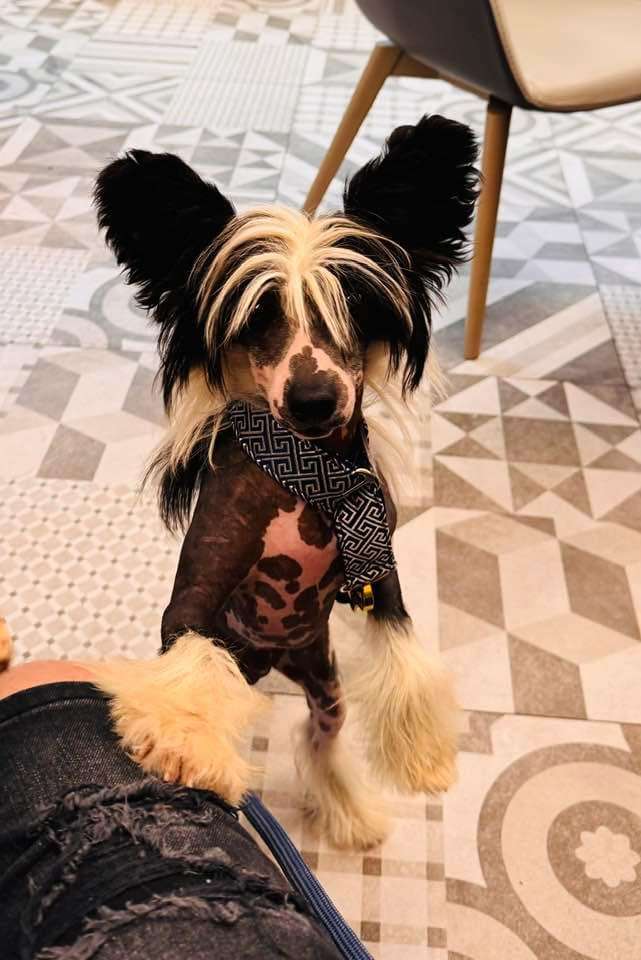 Marydance Non-Stop Never