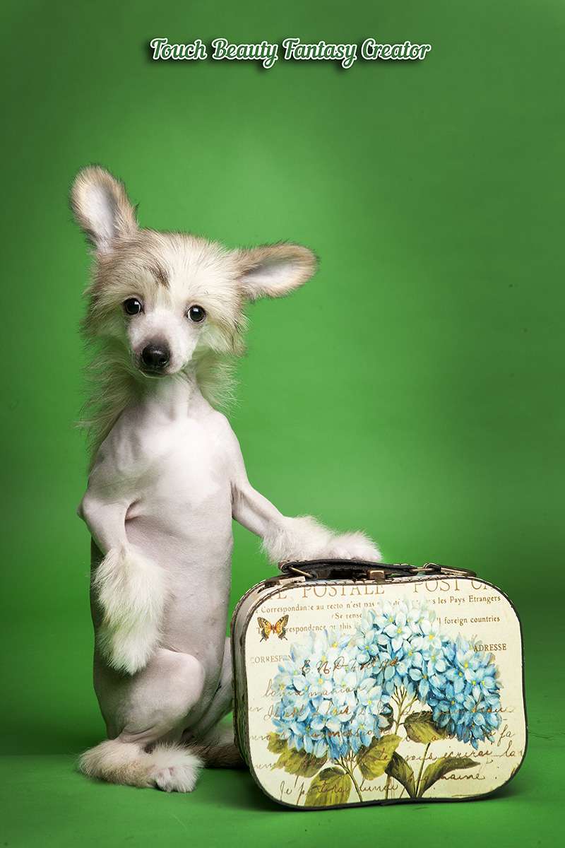 Touch Beauty Fantasy Creator