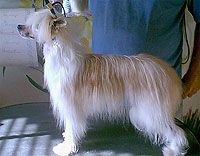 Tapscott's Scarlett Fantasy