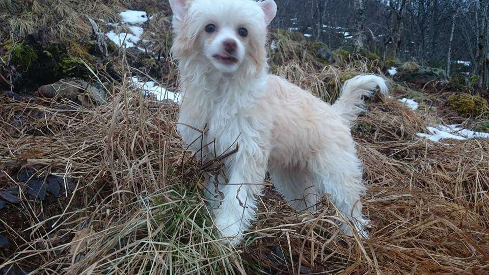 Gold Velvet Made of Frabies Beauties