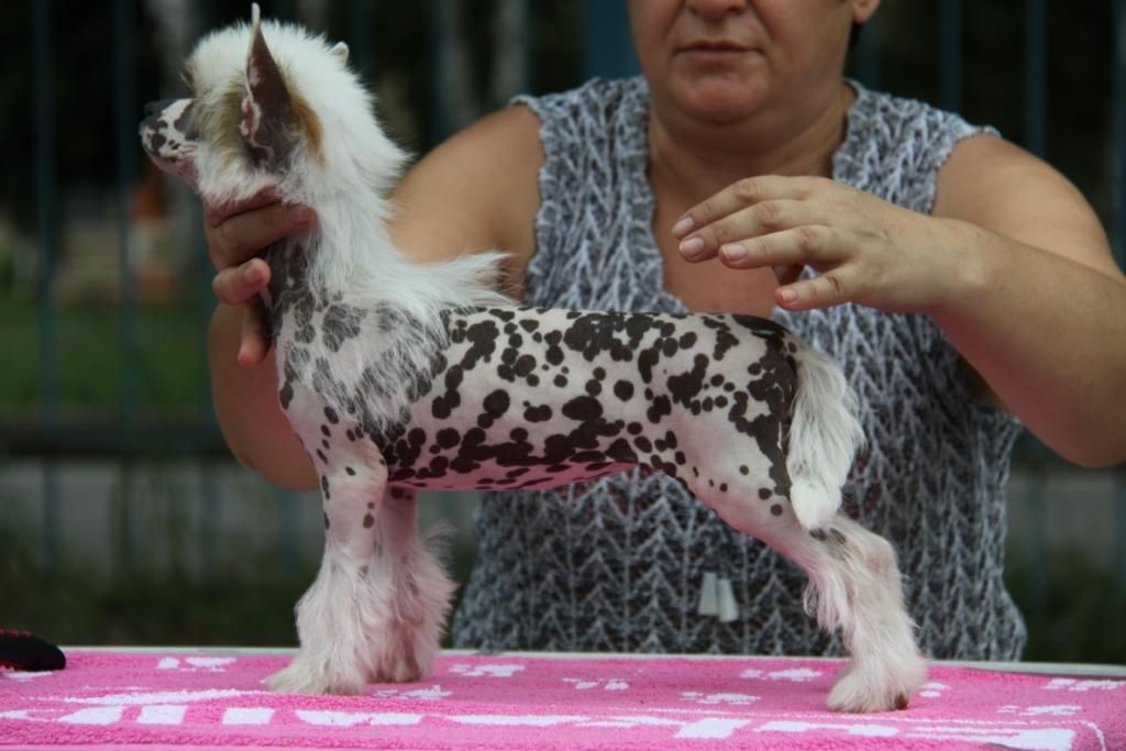 Zheneva-Debjut Dauria