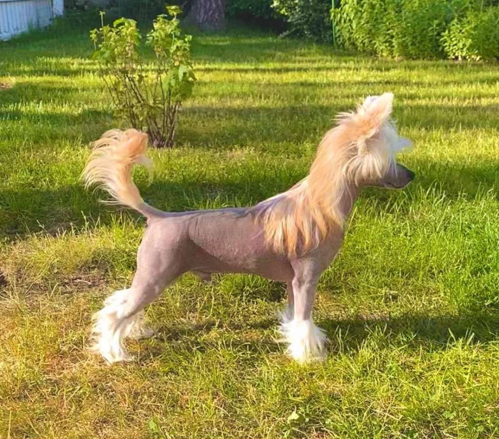 Moelmo's Conquistador