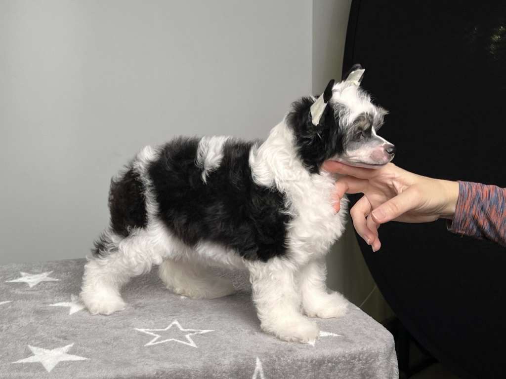 Anna Sky Kennel Harizma