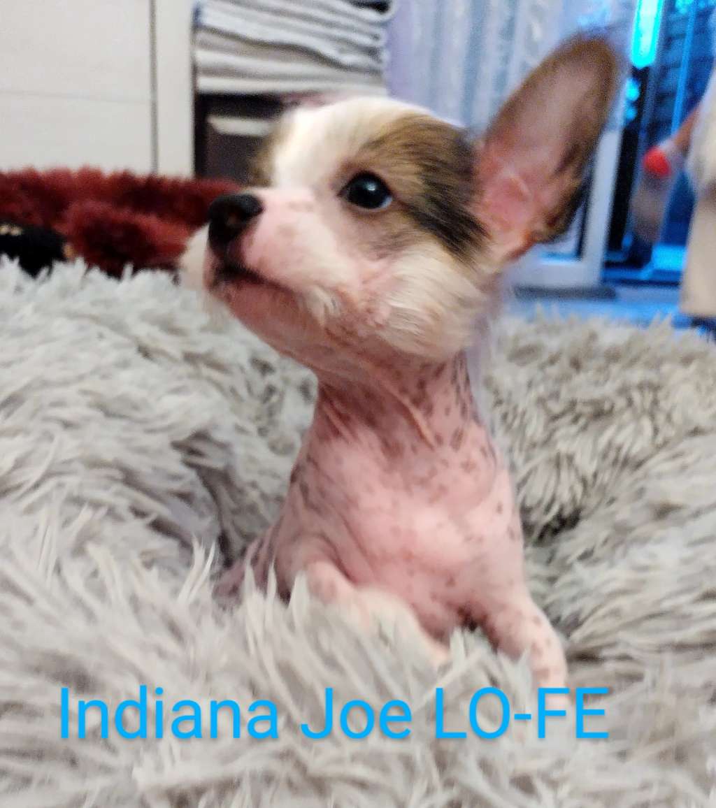 Indiana Joe Lo-fe