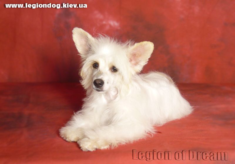 Legion Of Dream Bezile Boy