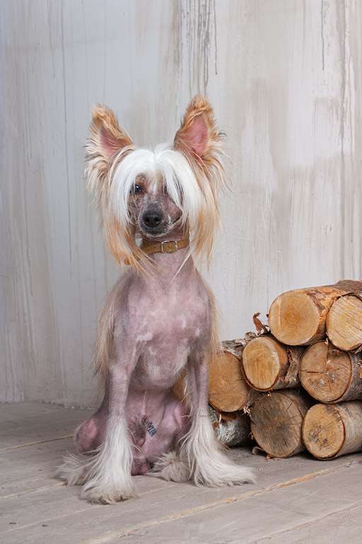 Sapfir iz Tsarskogo Sela Shon Muvi Star