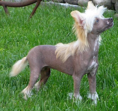 Aquacrest Damn I'm Hot