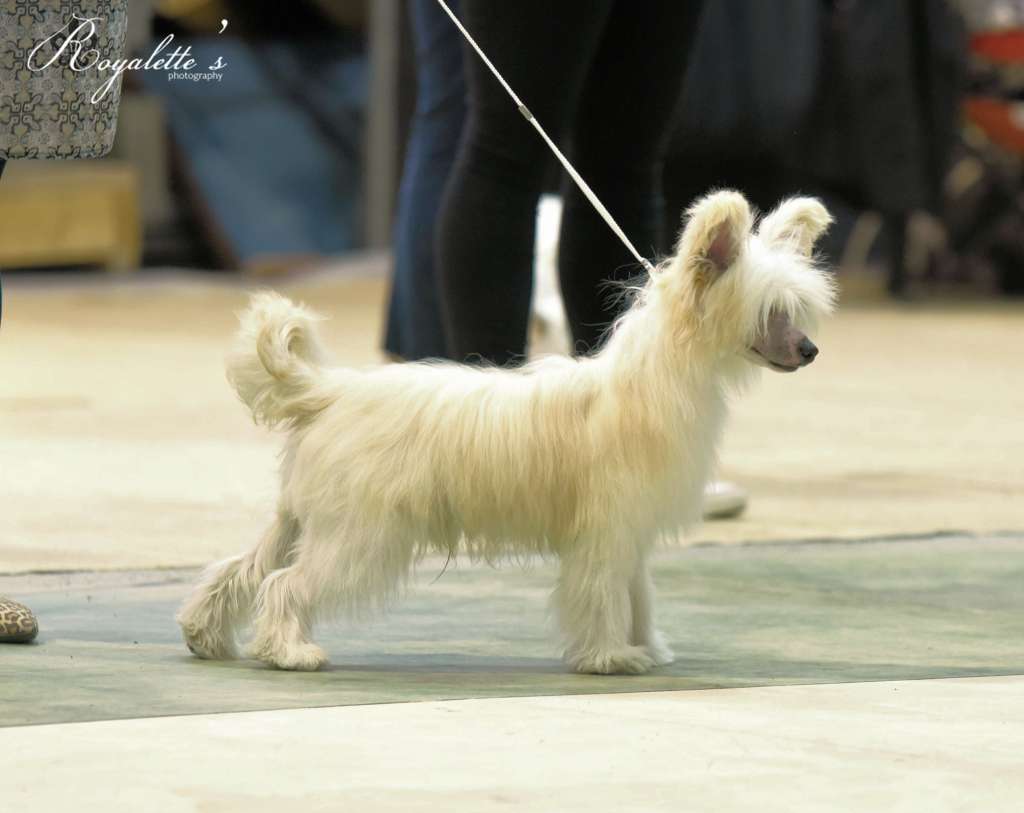 Royalette's English Toffee