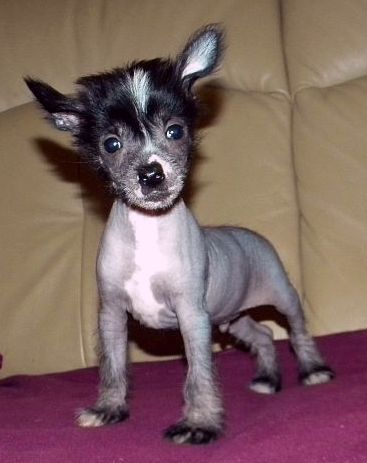 Be My Dog's Sophisticated Gent