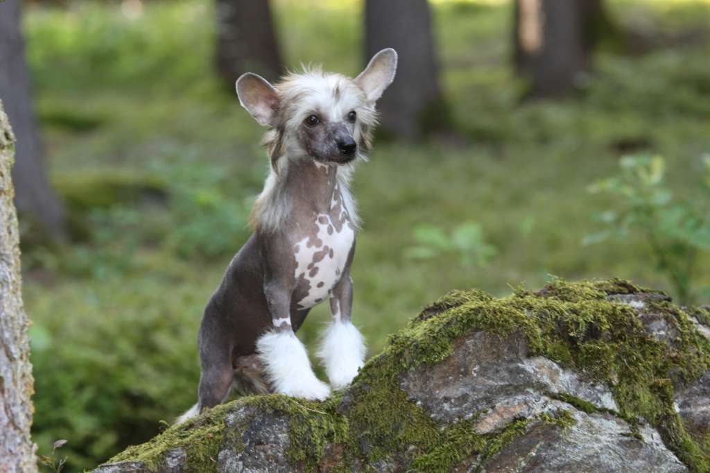 Xcellent Lady  Princes de la Roses