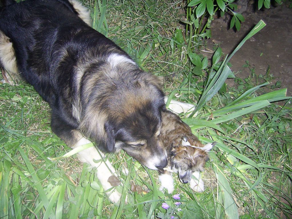 True Magnifisen Golden Dream