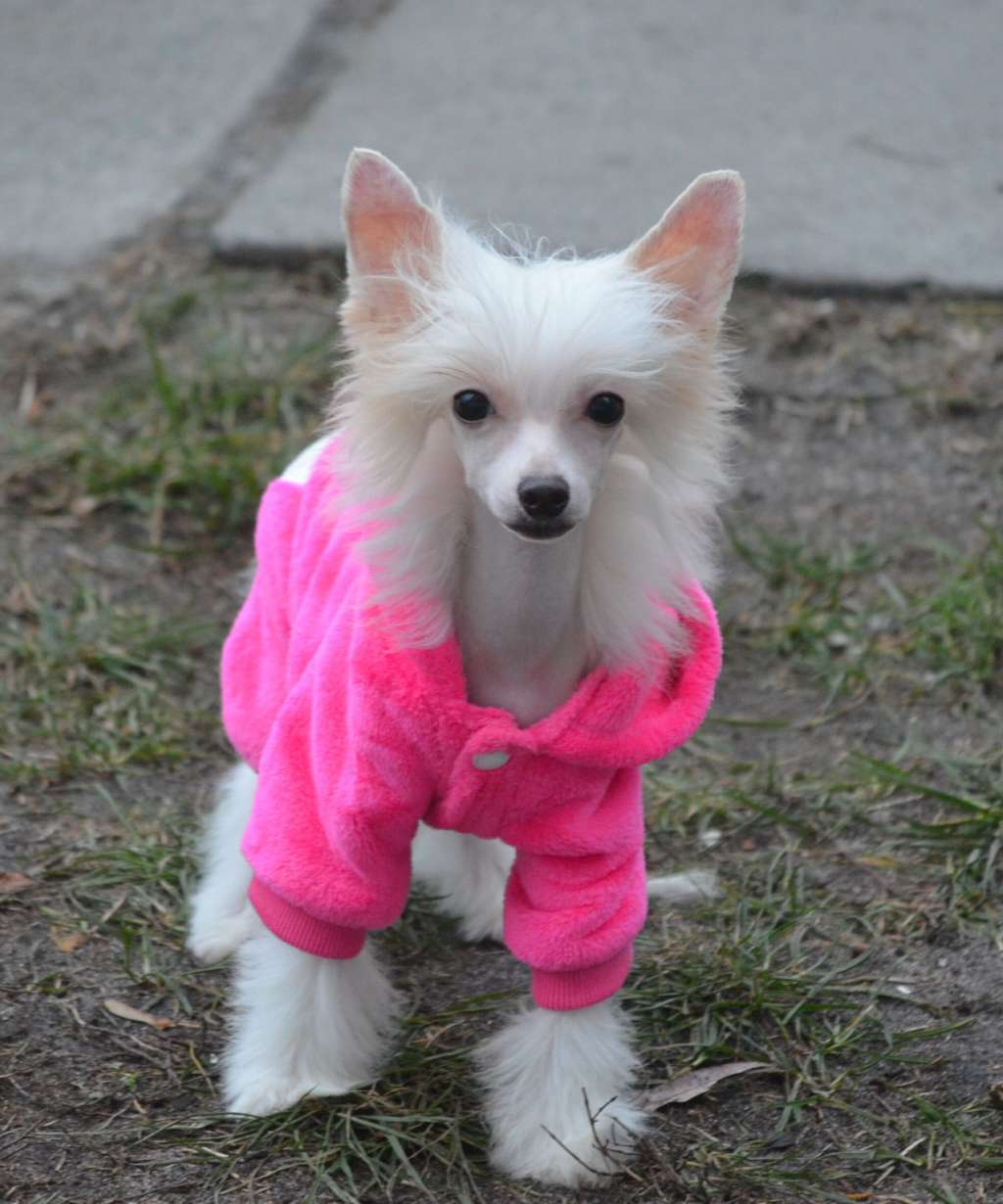 Magic of Success Francis